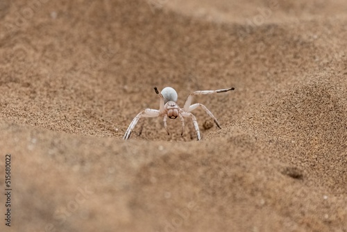 Namibia, dancing white lady spider photo