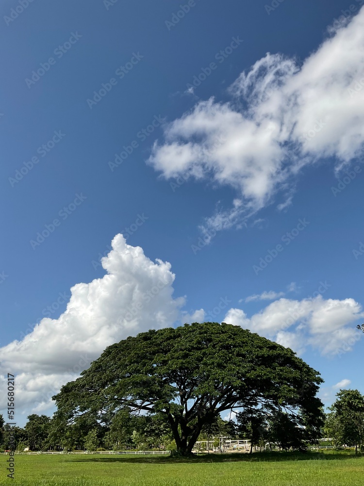 Obraz premium tree in the field