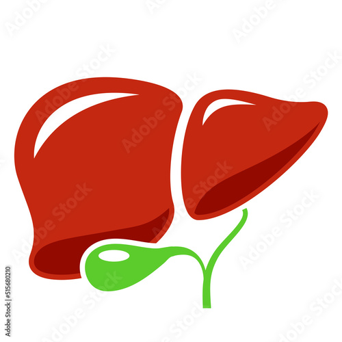 Liver vector cartoon, human internal organ