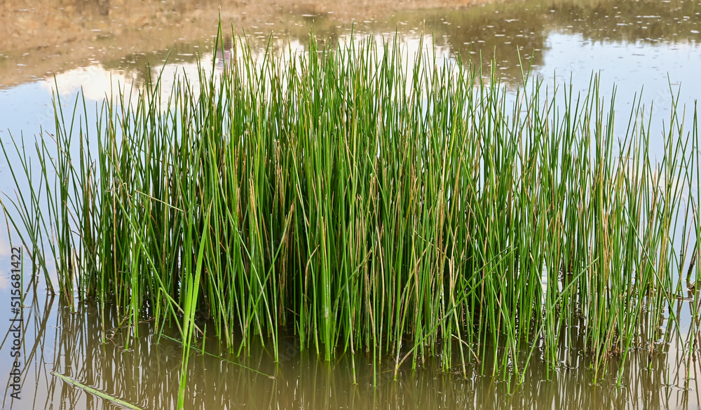 grass in the water grass in the water