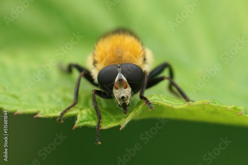 Detailed facial closeup on the hairy, fluffy, Variable Bear Hoverfly, Criorhina berberina photo