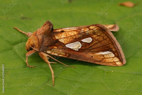 Closeup on the colorful gold spot moth, Plusia festucae, sitting on a green leaf photo