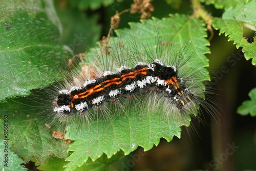 Closeup on the colorful hairy caterpillar of the goldtail moth , photo