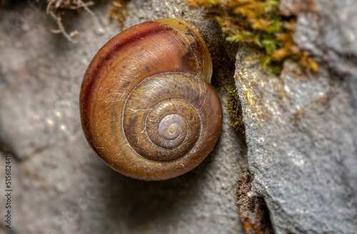 a brown snail shell on a rock