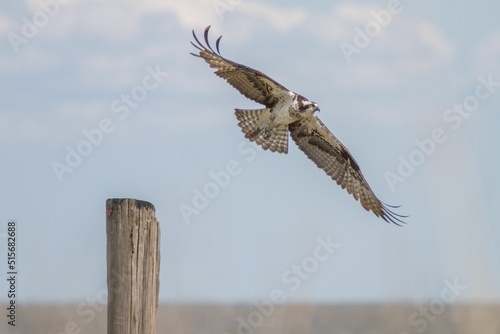 Selective focus shot of an osprey in flight