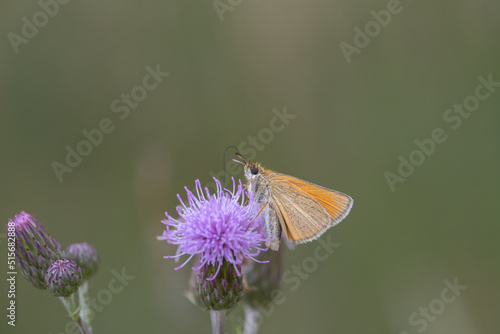 Essex skipper (Thymelicus lineola) on a thistle blossom.