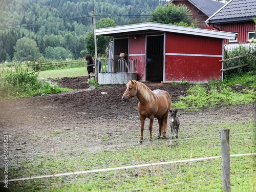 Brown horse and a little donkey in front of a red house at the ranch photo