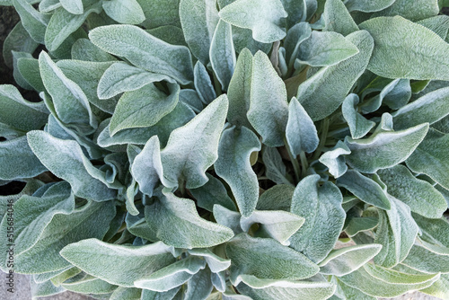 Background from a plant Stachys byzantina or woolly betony, lamb's ear. Green leaf texture. photo