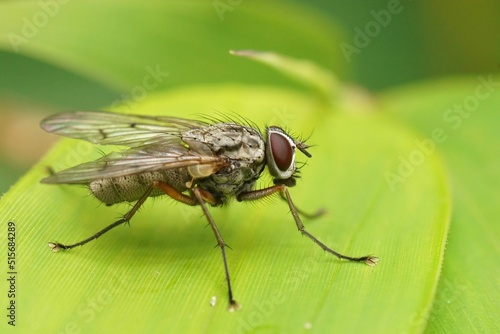 Closeup on a Phaonia fuscata fly on a green leaf photo
