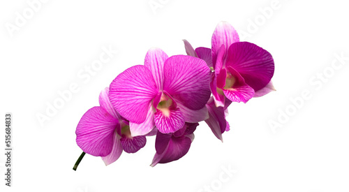 Isolated dendrobium orchid flower with clipping paths.