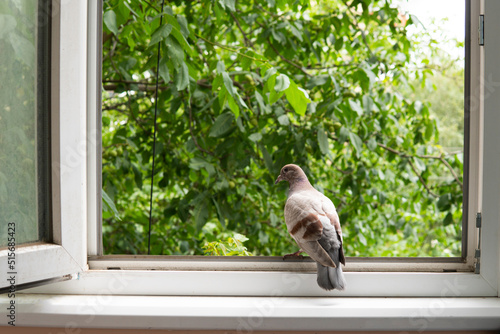 a pigeon sits on the windowsill