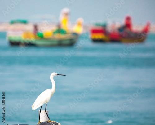 Beautiful shot of a white Great Egret bird at the fishing harbor in Kollam, India on background photo