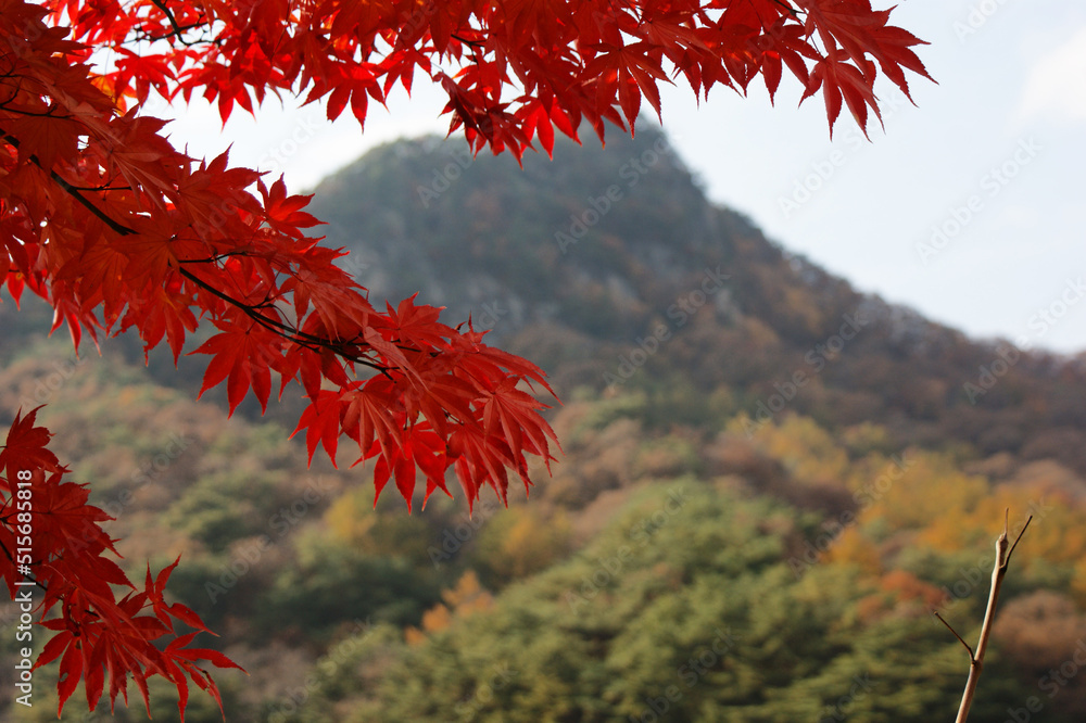 Red maple leaves against the background of mountains Red maple leaves against the background of mountains