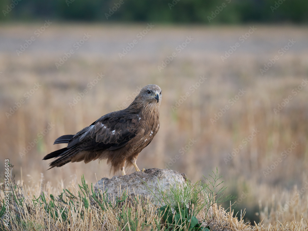 Obraz premium Black kite, Milvus migrans