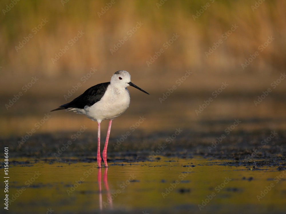 Black-winged stilt, Himantopus himantopus, Black-winged stilt, Himantopus himantopus,