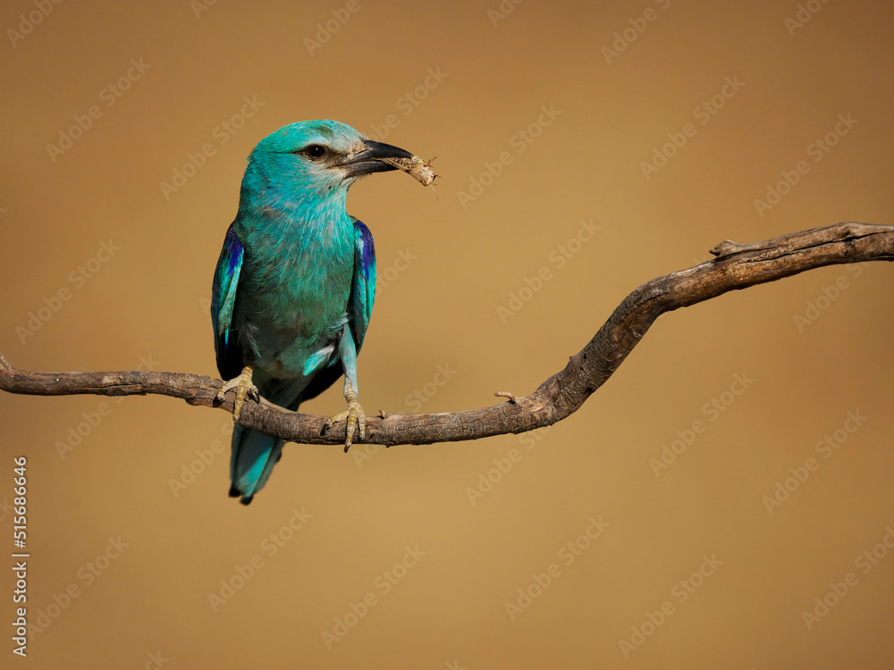 Obraz premium European roller, Coracias garrulus