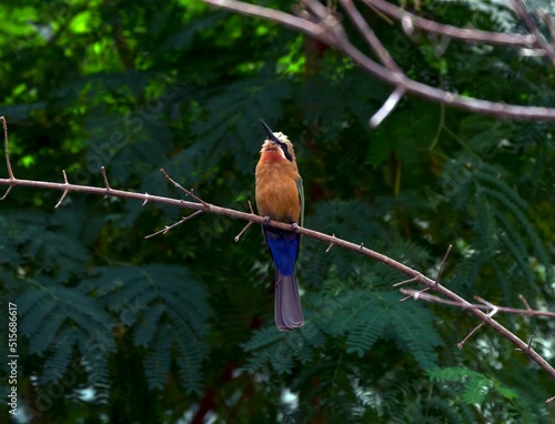 African Bee Catcher at Bronx Zoo photo