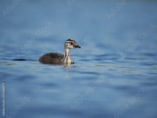 Great-crested grebe, Podiceps cristatus, photo