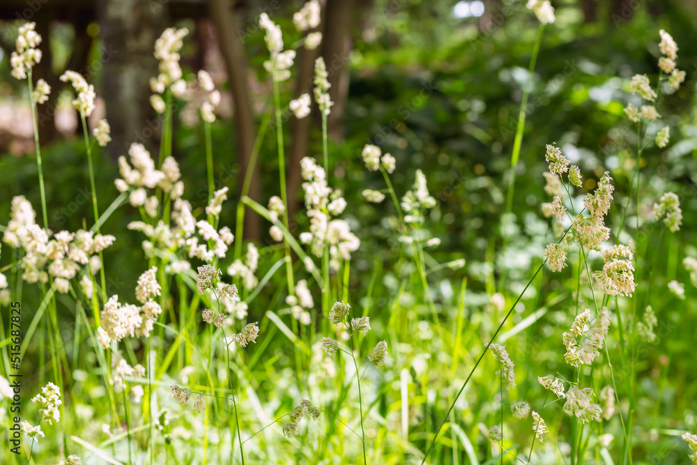 Close up view of green grass on blurred green background in sunny summer garden. selective focus Close up view of green grass on blurred green background in sunny summer garden. selective focus