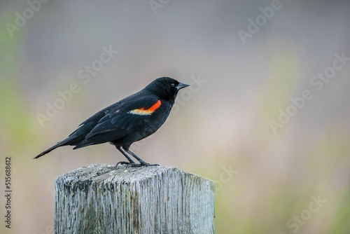 Canvas Print Tricolored blackbird perched on a wooden surface on blurred background