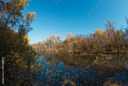 Autumn forest trees are reflected in the river. River in autumn forest. © dude_lea