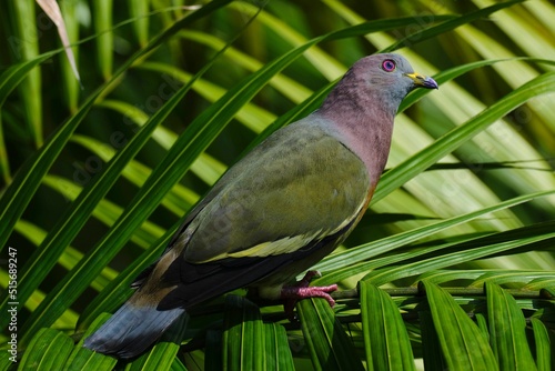 Closeup of a pink-necked green pigeon (Treron vernans) on a palm branch photo