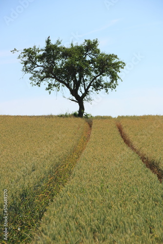 Fahrspur in einem Feld führt auf einen einzelnen Baum