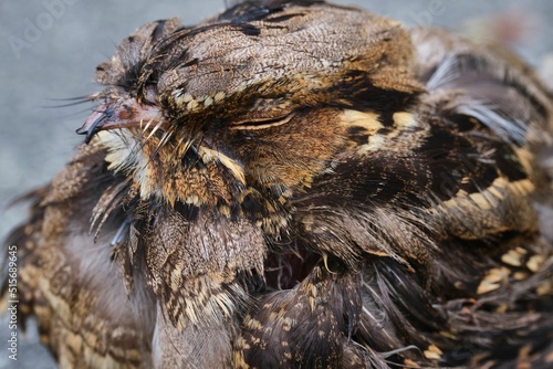 Closeup of a Pauraque on a blurred background photo