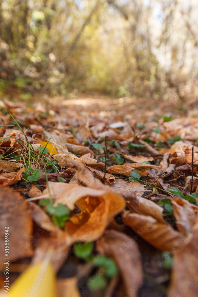 Fallen yellow maple leaves. Autumn background. Forest tree