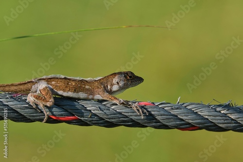 Closeup shot of the nimble lizard on the wire photo