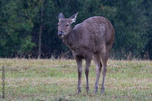 Fototapeta Naklejka Na Ścianę i Meble -  Sambar Deer, Rusa unicolor, KThailand