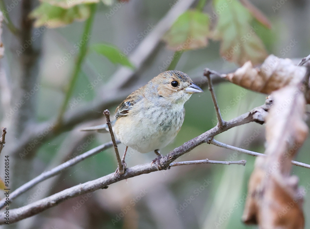 One female Indigo Bunting One female Indigo Bunting