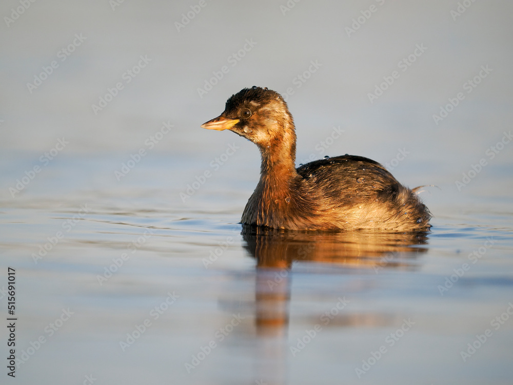 Little grebe or dabchick, Tachybaptus ruficollis Little grebe or dabchick, Tachybaptus ruficollis