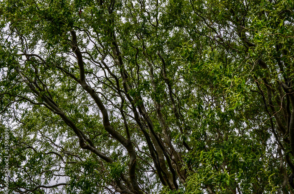 Obraz premium Curly willow in the bright green of young leaves with budding buds.