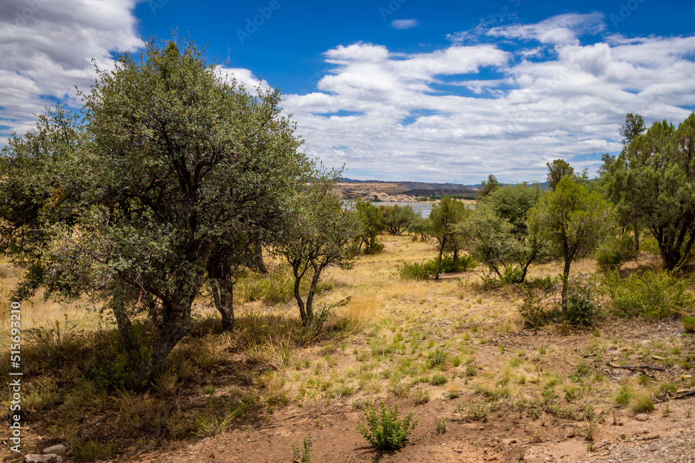 Desert trees and plants in Prescott Arizona with lake in the distance