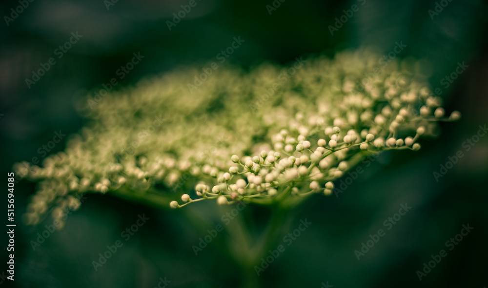 Naklejka premium Czarny bez