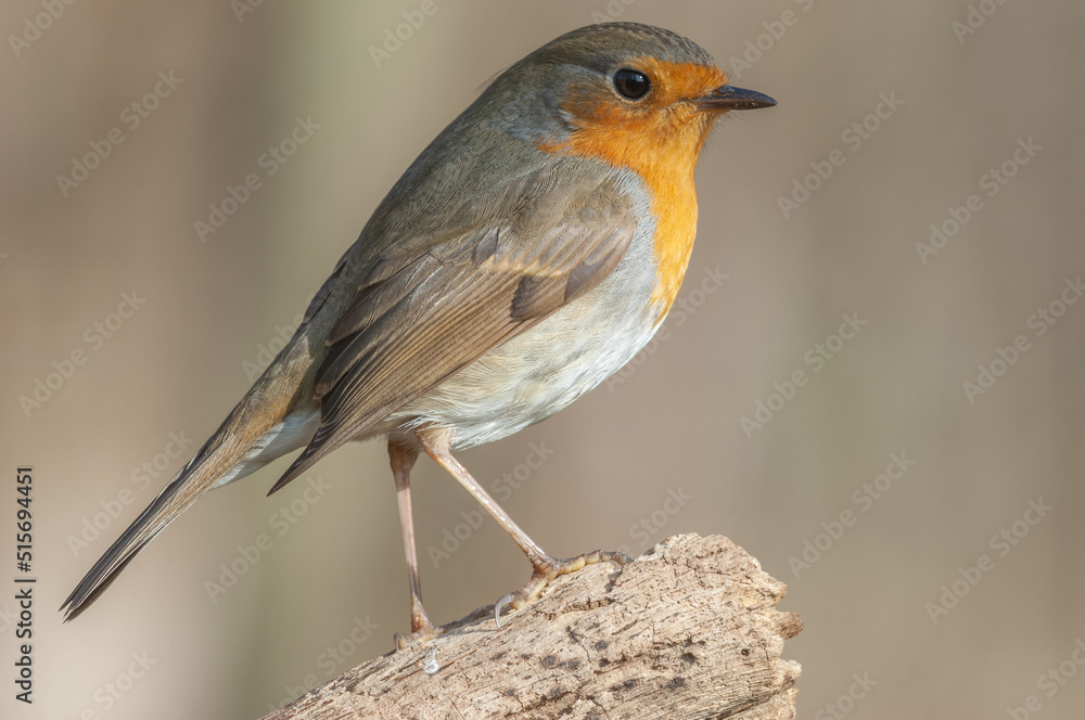 European Robin (Erithacus rubecula) perched on a branch in the forest. European Robin (Erithacus rubecula) perched on a branch in the forest.