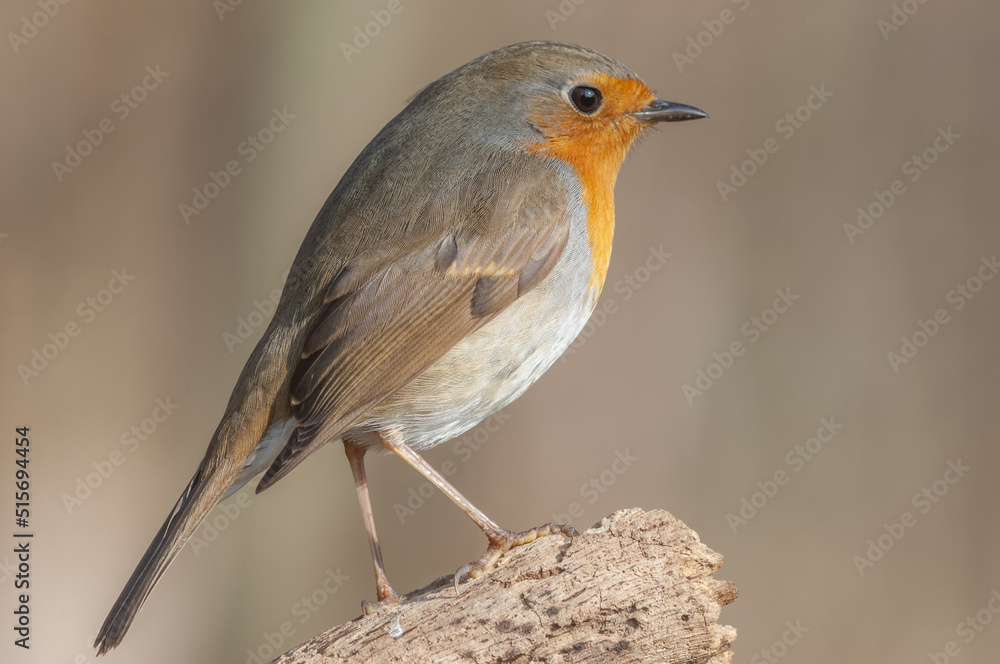 European Robin (Erithacus rubecula) perched on a branch in the forest. European Robin (Erithacus rubecula) perched on a branch in the forest.