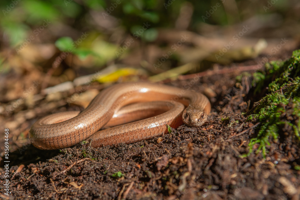 Slow worm (Anguis fragilis) on floor of forest. Slow worm (Anguis fragilis) on floor of forest.
