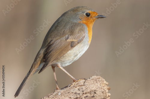 Fototapeta European Robin (Erithacus rubecula) perched on a branch in the forest