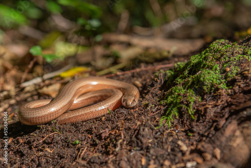 Slow worm (Anguis fragilis) on floor of forest.