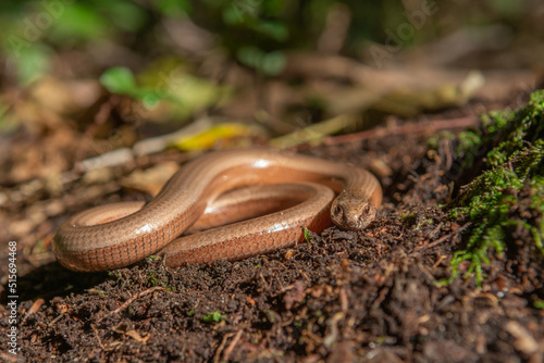 Slow worm (Anguis fragilis) on floor of forest.