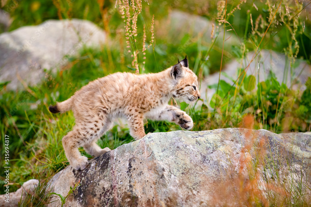 Lynx Cub Exploring the World and Walking On Rock In Forest Lynx Cub Exploring the World and Walking On Rock In Forest