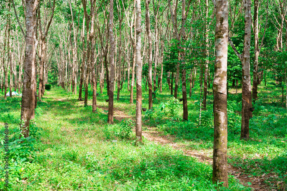 plantation of hevea trees with rubber cups. selective focus plantation of hevea trees with rubber cups. selective focus