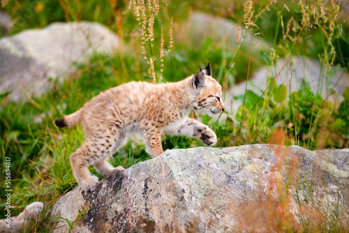 Lynx Cub Exploring the World and Walking On Rock In Forest