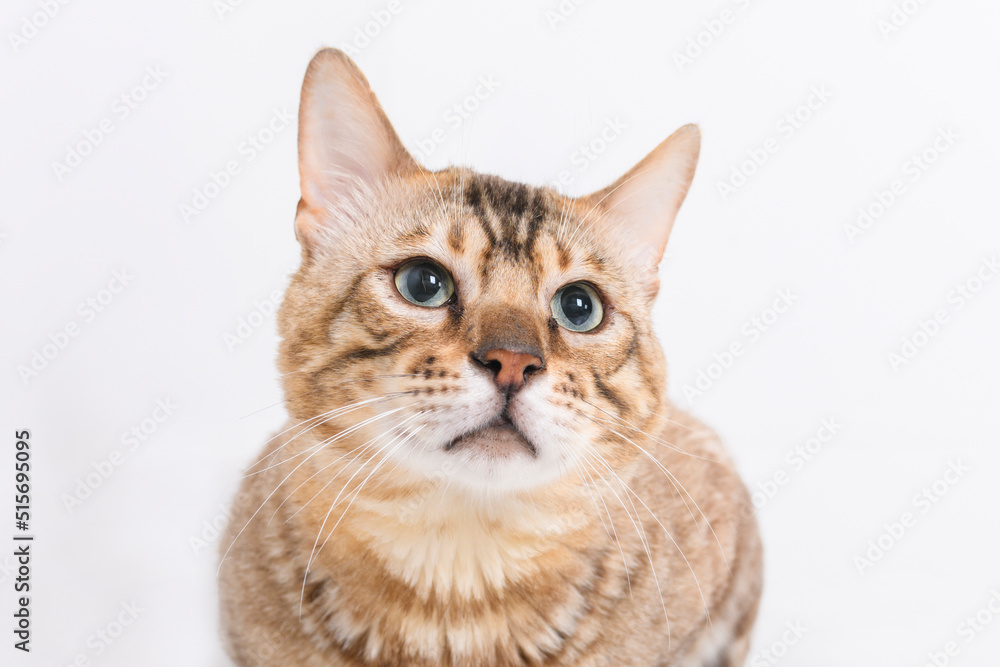 Snow White bengal posing on the white surface Snow White bengal posing on the white surface