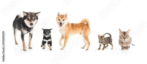Shiba inu dog Red-haired, black and baby Japanese dog on studio white and bengal cats © Louis-Photo