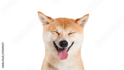 Shiba inu dog Red-haired Japanese dog on studio white