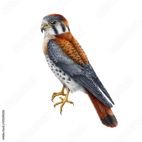 Foto Kestrel realistic watercolor illustration