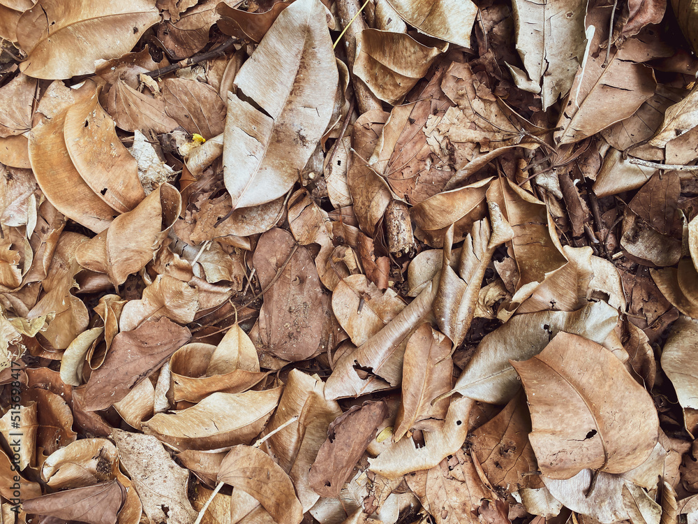 The remains of dried leaves that are naturally piled up The remains of dried leaves that are naturally piled up